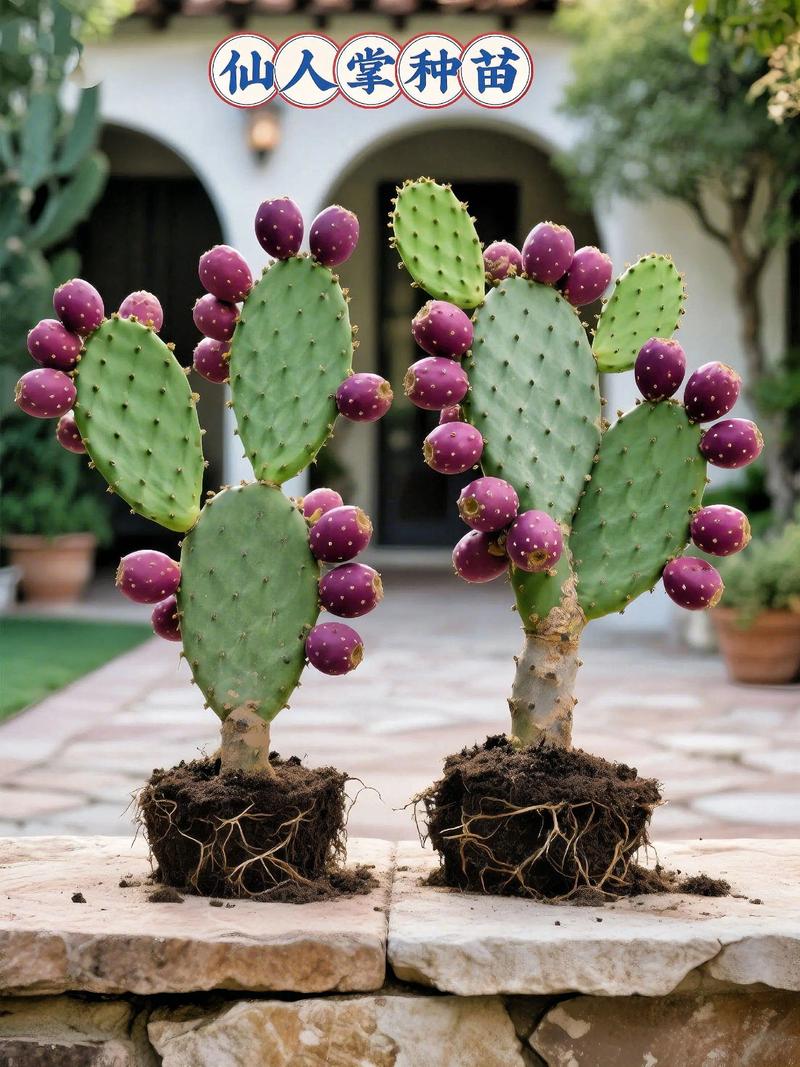 仙人掌哪个品种最好看？-第2张图片-宁夏农业信息网