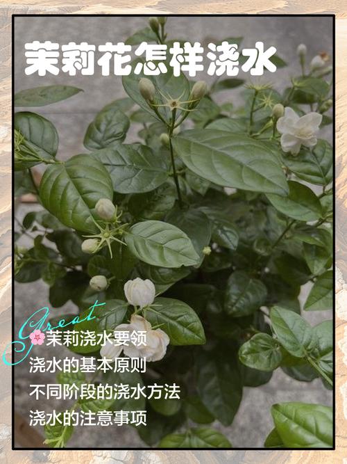 木梨花怎么用？功效与用法有哪些？-第1张图片-宁夏农业信息网