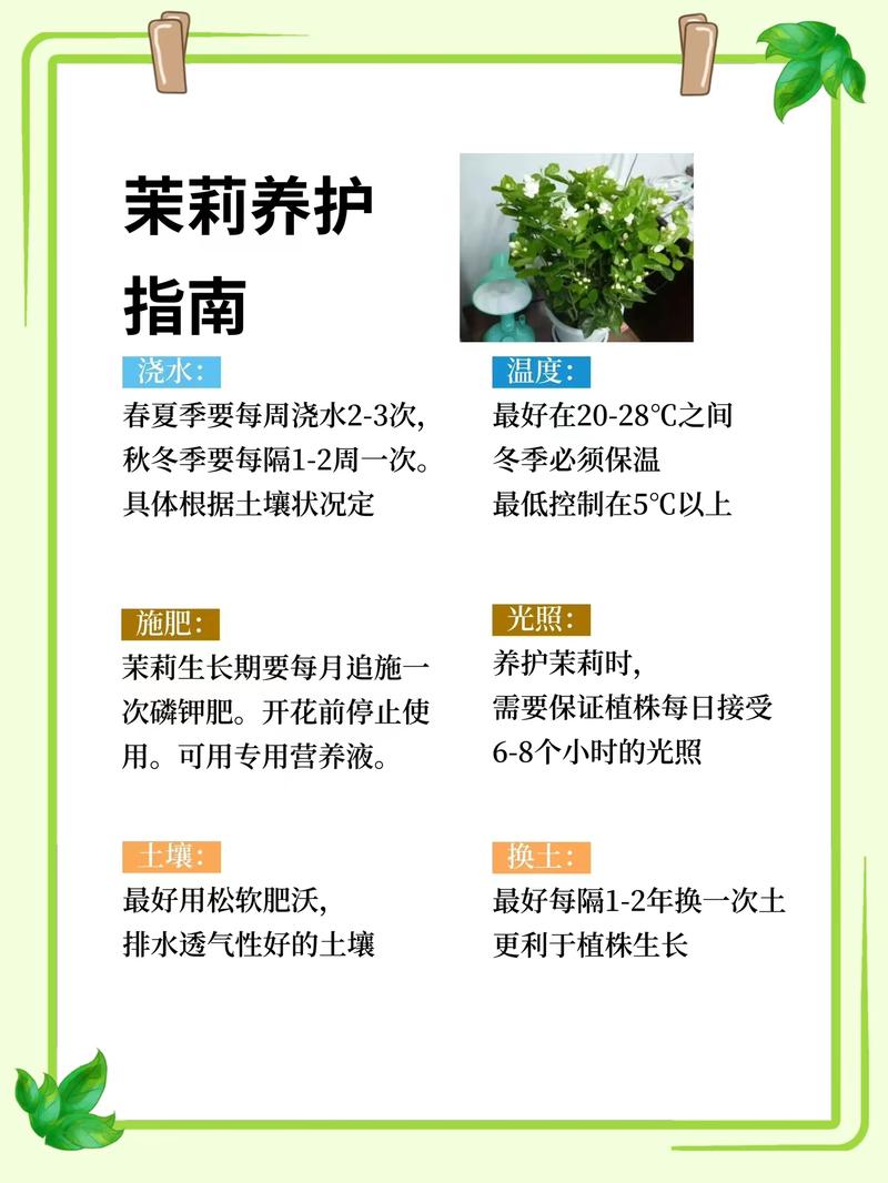 木梨花怎么用？功效与用法有哪些？-第2张图片-宁夏农业信息网