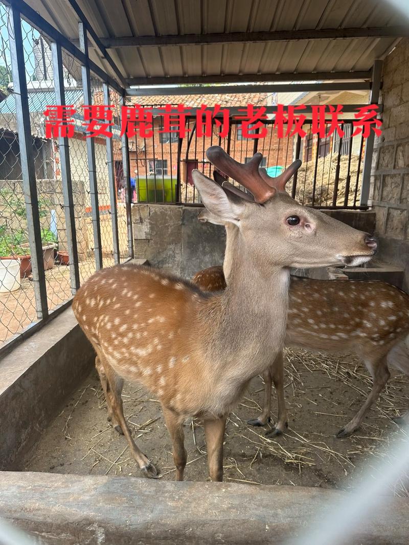 梅花鹿繁殖方法视频要点有哪些？-第2张图片-宁夏农业信息网