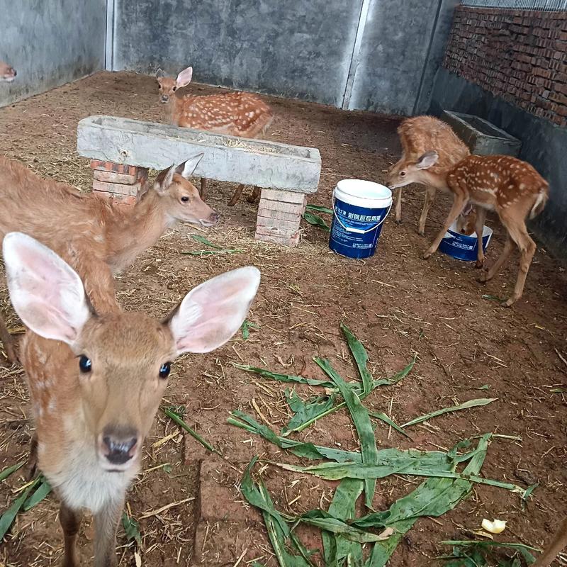 梅花鹿繁殖方法视频要点有哪些？-第3张图片-宁夏农业信息网
