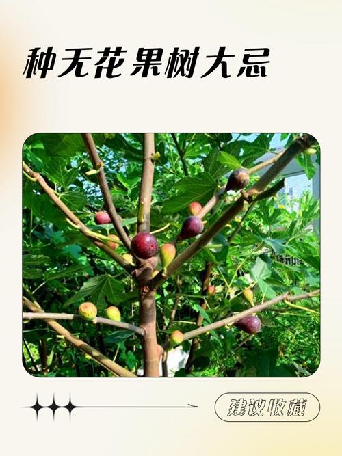 无花果怎么栽培？方法有哪些？-第1张图片-宁夏农业信息网