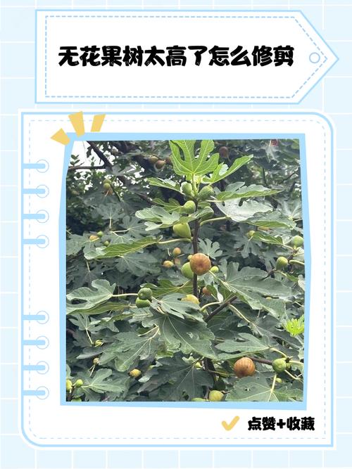 无花果怎么栽培？方法有哪些？-第3张图片-宁夏农业信息网