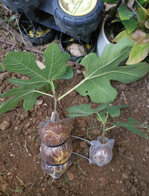 无花果怎么栽培？方法有哪些？-第2张图片-宁夏农业信息网