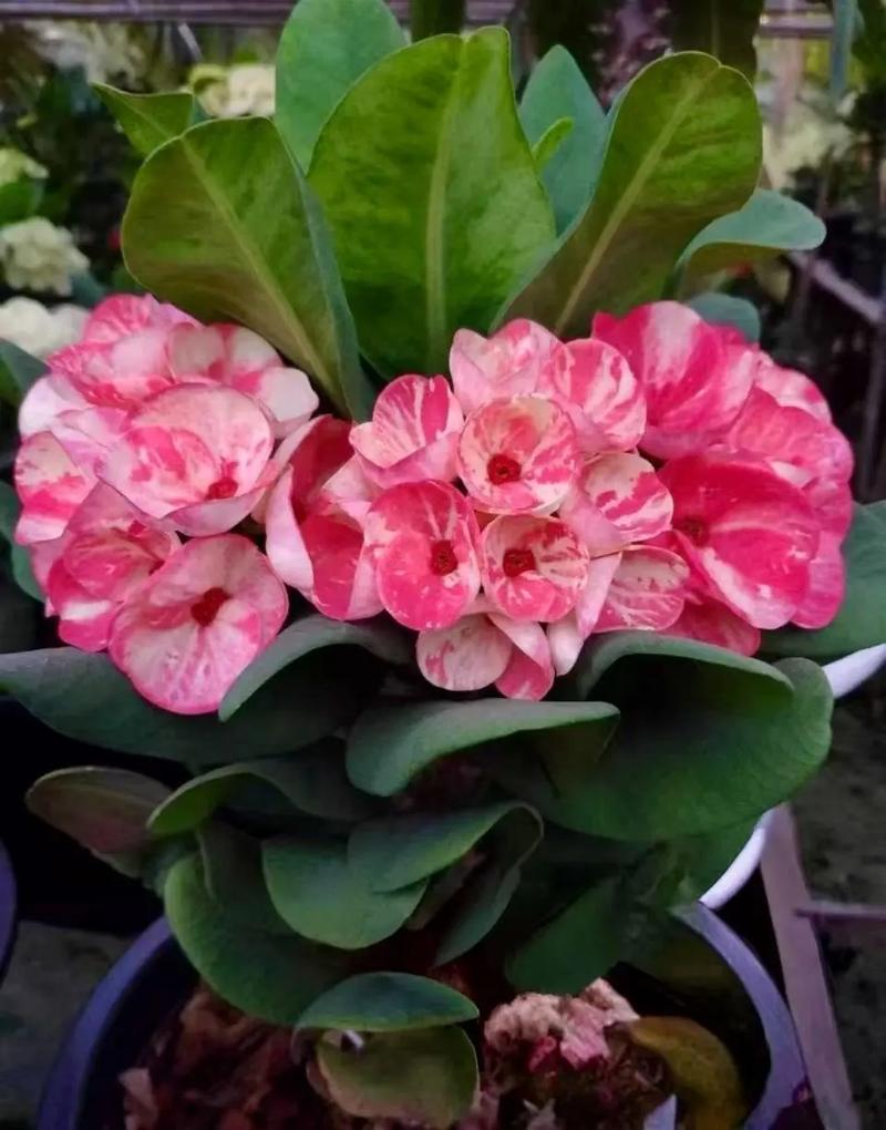 大叶虎刺梅品种到底有多少？-第2张图片-宁夏农业信息网