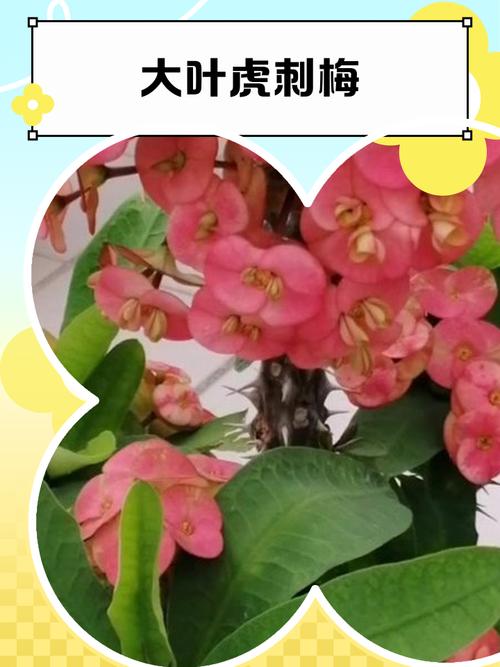 大叶虎刺梅品种到底有多少？-第3张图片-宁夏农业信息网