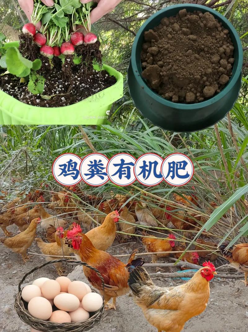 不用扫鸡粪的养殖方法存在吗？-第1张图片-宁夏农业信息网