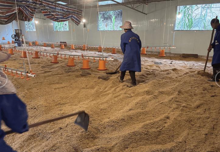 不用扫鸡粪的养殖方法存在吗？-第2张图片-宁夏农业信息网