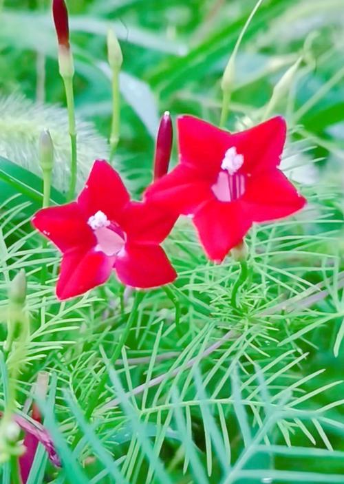 茑萝花到底有多少个品种？-第2张图片-宁夏农业信息网