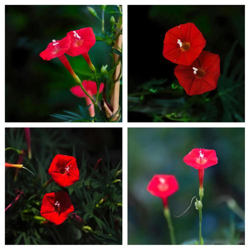 茑萝花到底有多少个品种？-第3张图片-宁夏农业信息网