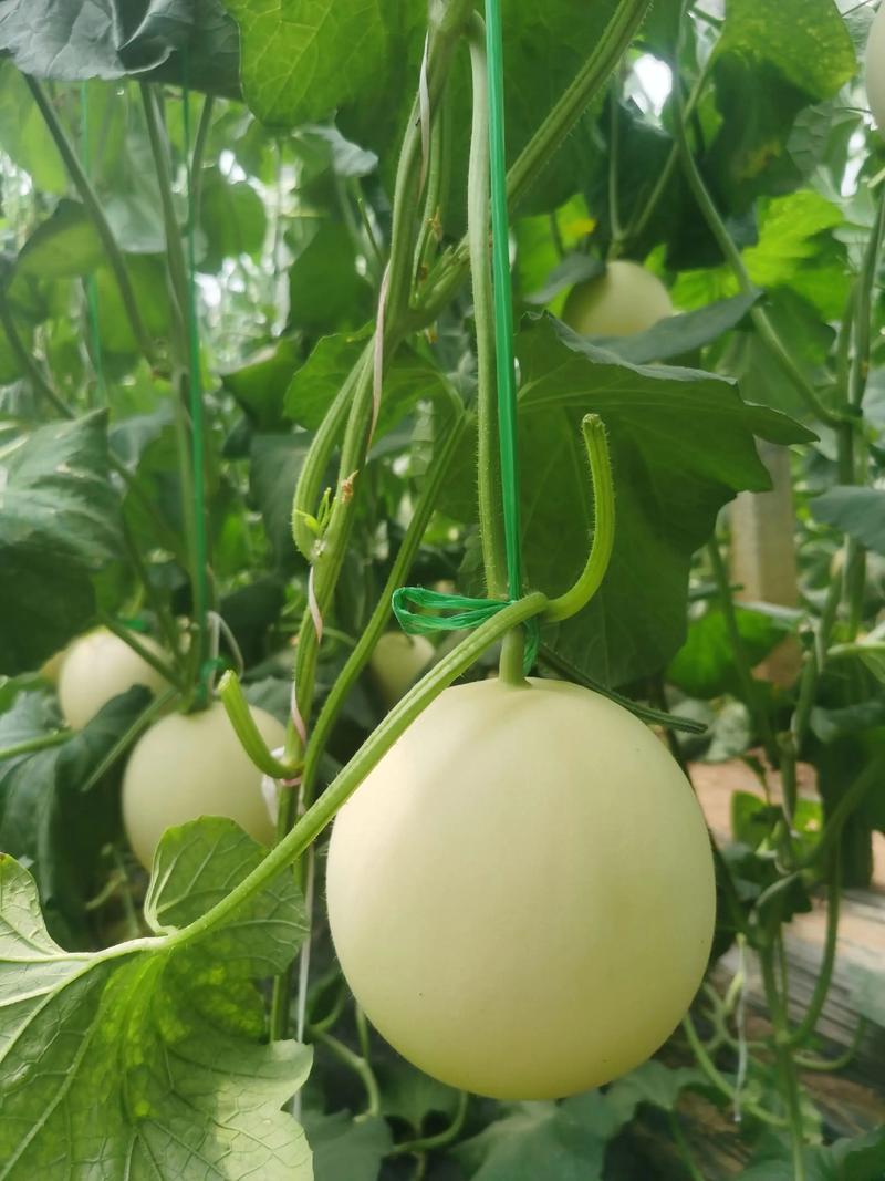 甜瓜品种有哪些？附图片看差异。-第3张图片-宁夏农业信息网