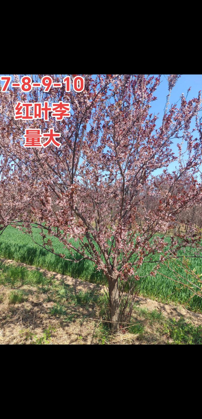 紫叶李整形修剪有哪些关键方法？-第2张图片-宁夏农业信息网