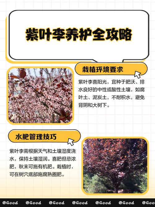 紫叶李整形修剪有哪些关键方法？-第1张图片-宁夏农业信息网