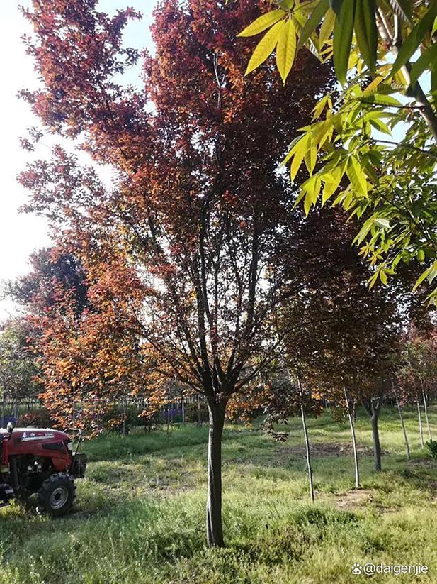 紫叶李整形修剪有哪些关键方法？-第3张图片-宁夏农业信息网