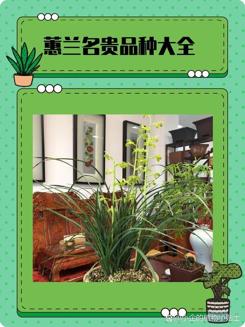 惠兰品种价格大揭秘？-第1张图片-宁夏农业信息网