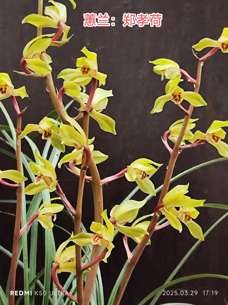 惠兰品种价格大揭秘？-第3张图片-宁夏农业信息网