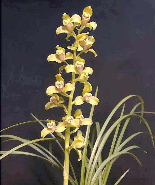 惠兰品种价格大揭秘？-第2张图片-宁夏农业信息网