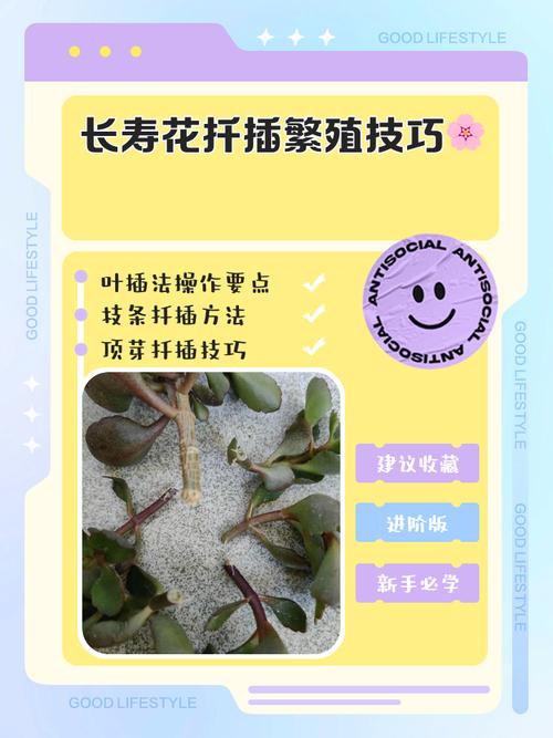 长寿花叶插怎么繁殖？-第1张图片-宁夏农业信息网