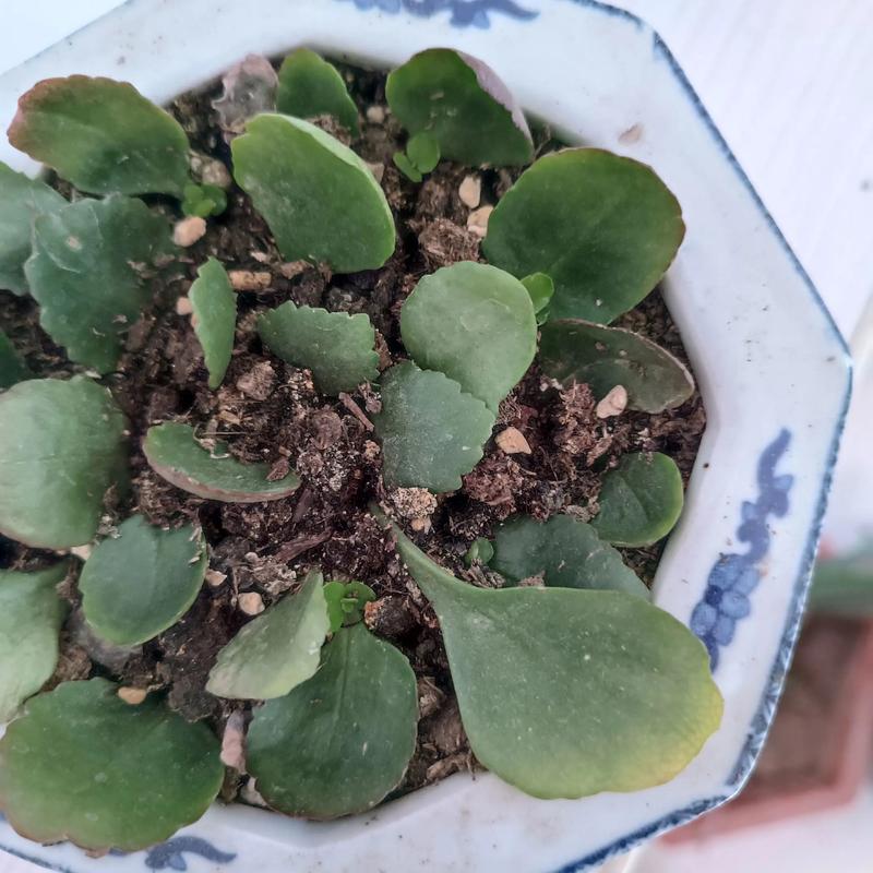 长寿花叶插怎么繁殖？-第2张图片-宁夏农业信息网