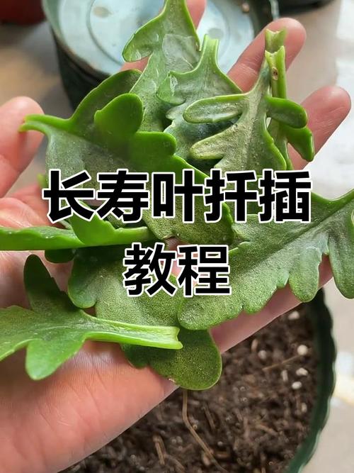 长寿花叶插怎么繁殖？-第3张图片-宁夏农业信息网