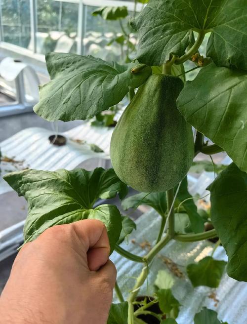 哈密瓜种子怎么处理才高产？-第1张图片-宁夏农业信息网