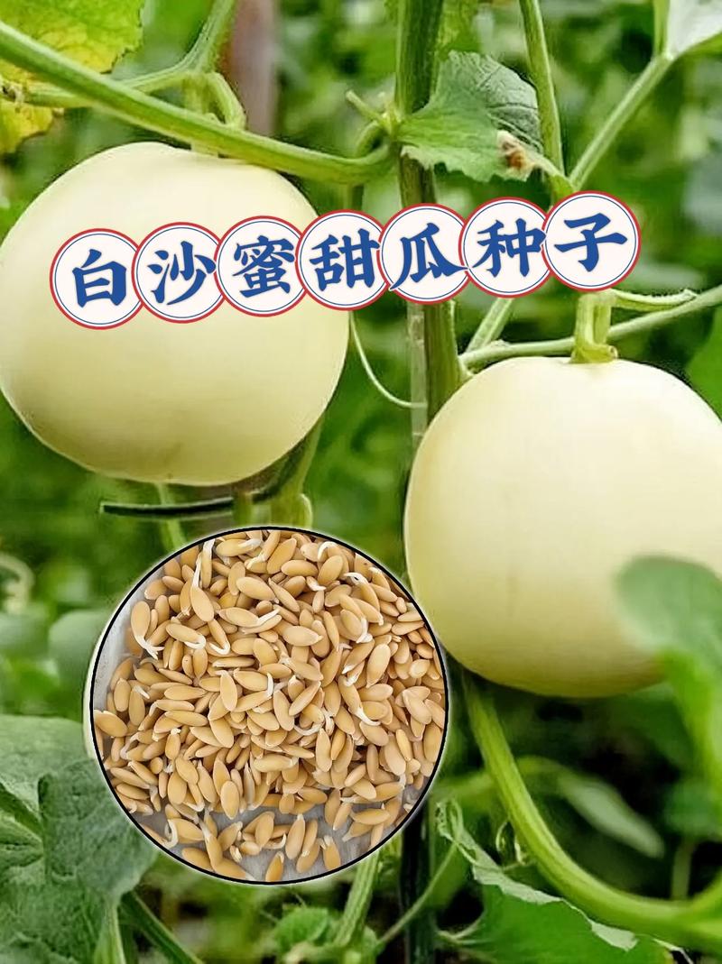 哈密瓜种子怎么处理才高产？-第2张图片-宁夏农业信息网