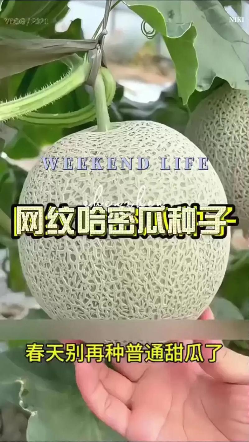 哈密瓜种子怎么处理才高产？-第3张图片-宁夏农业信息网
