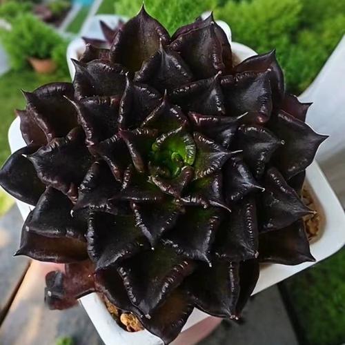 多肉黑王子到底有多少品种？-第1张图片-宁夏农业信息网