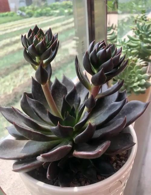 多肉黑王子到底有多少品种？-第2张图片-宁夏农业信息网