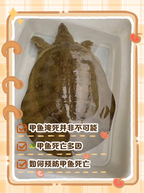 甲鱼常见病有哪些高效治疗方法？-第2张图片-宁夏农业信息网