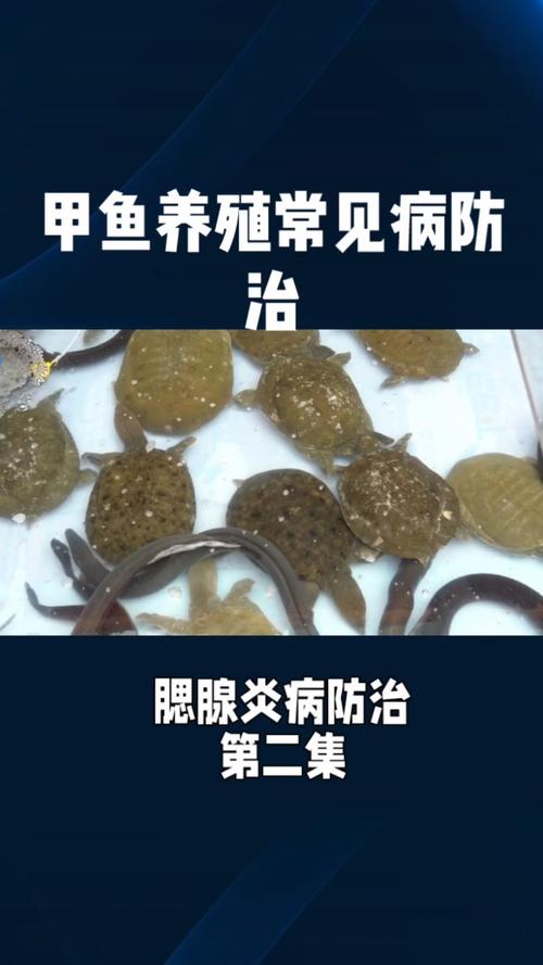 甲鱼常见病有哪些高效治疗方法？-第1张图片-宁夏农业信息网