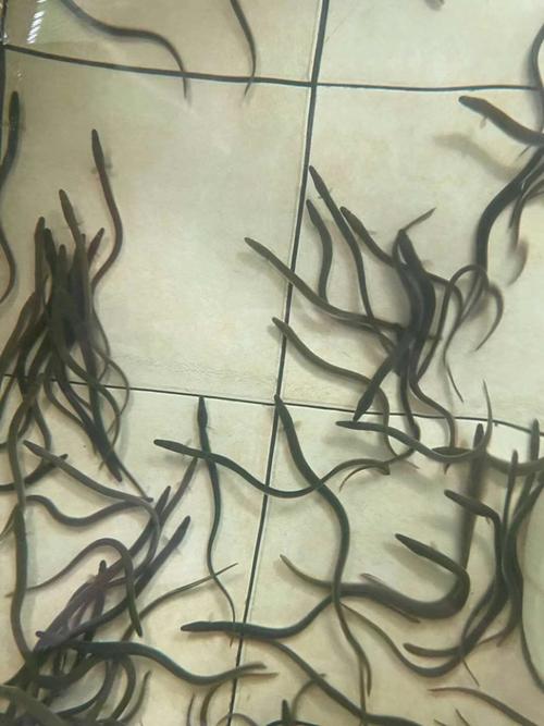 用什么方法数鳗苗最快-第1张图片-宁夏农业信息网