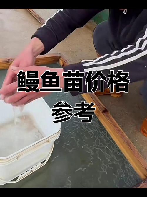 用什么方法数鳗苗最快-第3张图片-宁夏农业信息网