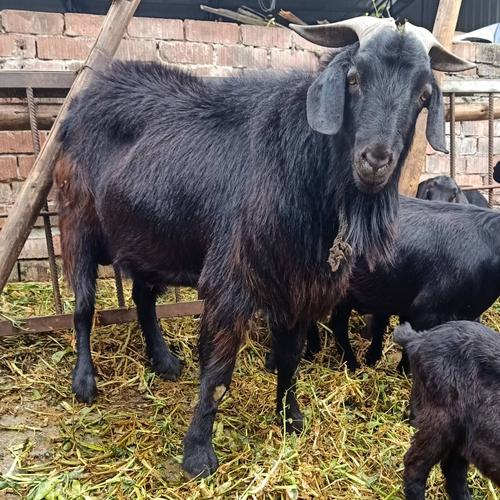 现在养什么品种的羊好？-第3张图片-宁夏农业信息网