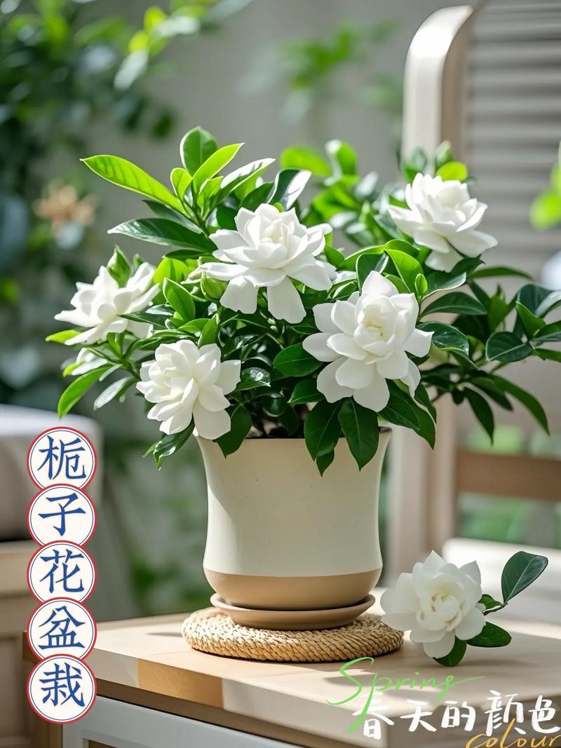 栀子花盆栽怎么养才好？-第1张图片-宁夏农业信息网