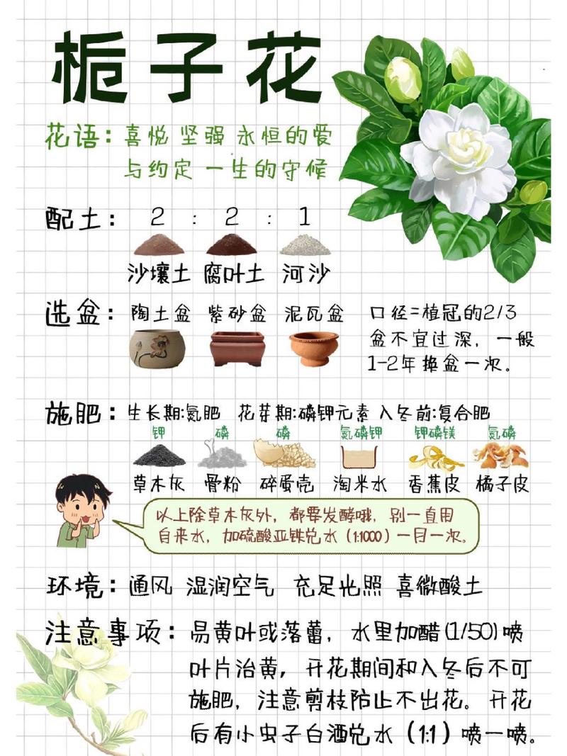 栀子花盆栽怎么养才好？-第2张图片-宁夏农业信息网