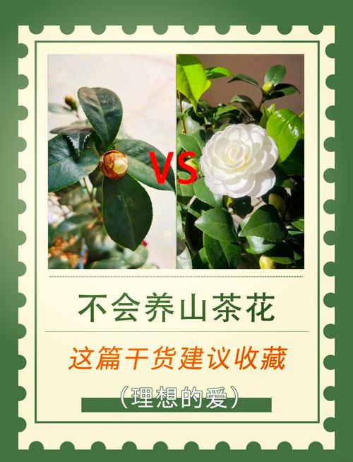烈香茶花冬天怎么养才好？-第1张图片-宁夏农业信息网