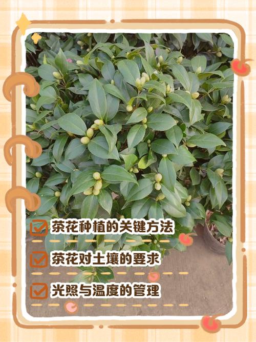 烈香茶花冬天怎么养才好？-第2张图片-宁夏农业信息网