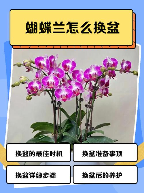 蝴蝶兰何时换土？换土要注意什么？-第1张图片-宁夏农业信息网