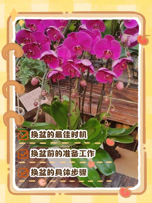 蝴蝶兰何时换土？换土要注意什么？-第3张图片-宁夏农业信息网