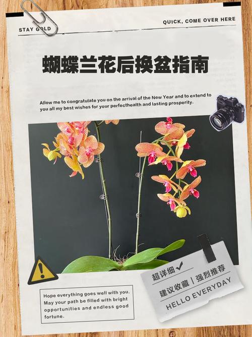 蝴蝶兰何时换土？换土要注意什么？-第2张图片-宁夏农业信息网