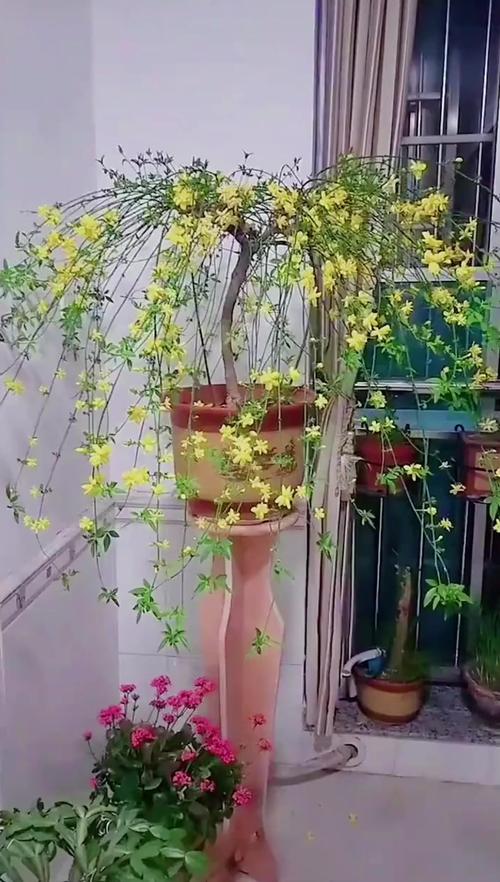 迎春花怎么浇水才正确？-第2张图片-宁夏农业信息网