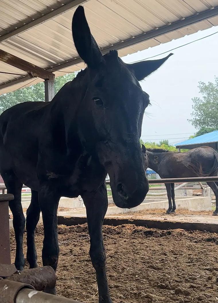 中国哪里的肉驴品种品质最优？-第2张图片-宁夏农业信息网