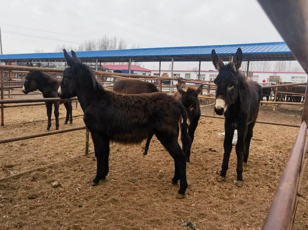 中国哪里的肉驴品种品质最优?-第3张图片-宁夏农业信息网 中国哪里的肉驴品种品质最优?-第3张图片-宁夏农业信息网