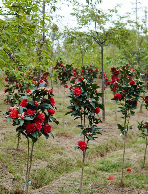 山茶花耐寒品种有哪些？-第1张图片-宁夏农业信息网