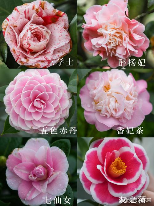 山茶花耐寒品种有哪些？-第3张图片-宁夏农业信息网