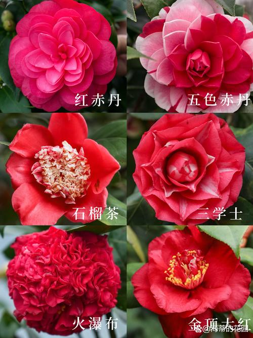 山茶花耐寒品种有哪些？-第2张图片-宁夏农业信息网