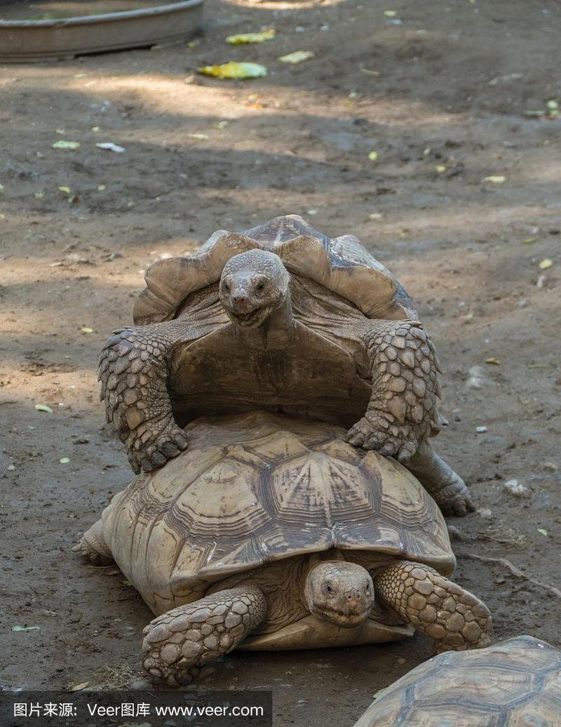 不同品种的龟能交配吗？-第1张图片-宁夏农业信息网