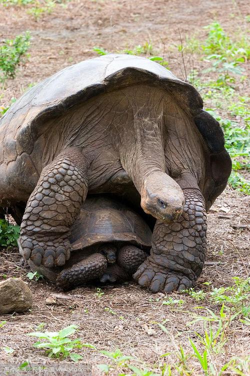 不同品种的龟能交配吗？-第2张图片-宁夏农业信息网