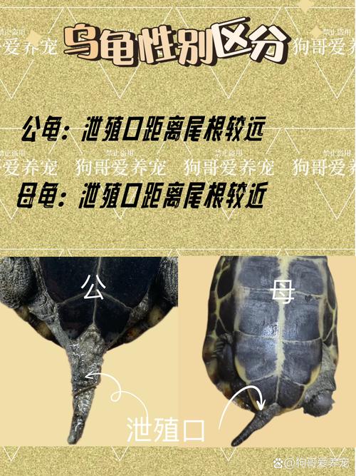 不同品种的龟能交配吗？-第3张图片-宁夏农业信息网